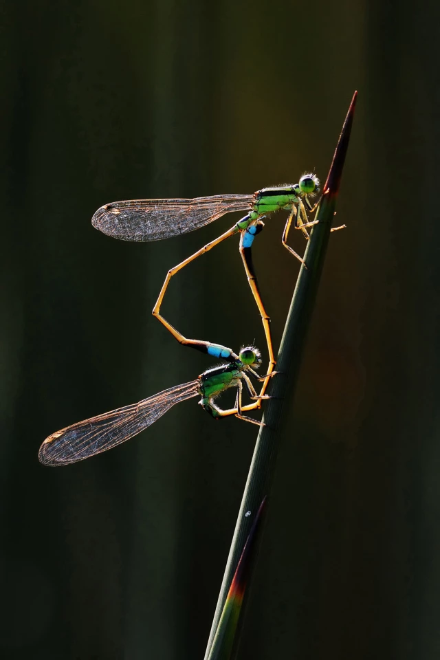 Gold - Behavior, Invertebrates. 'Heart Wheel'. Damselflies. Gardens by the Bay, Singapore