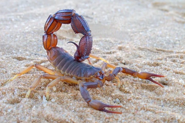 A peptide in scorpion venom was found to selectively bind to brain tumor cells, so a synthesized version was made for use in surgical imaging scenarios