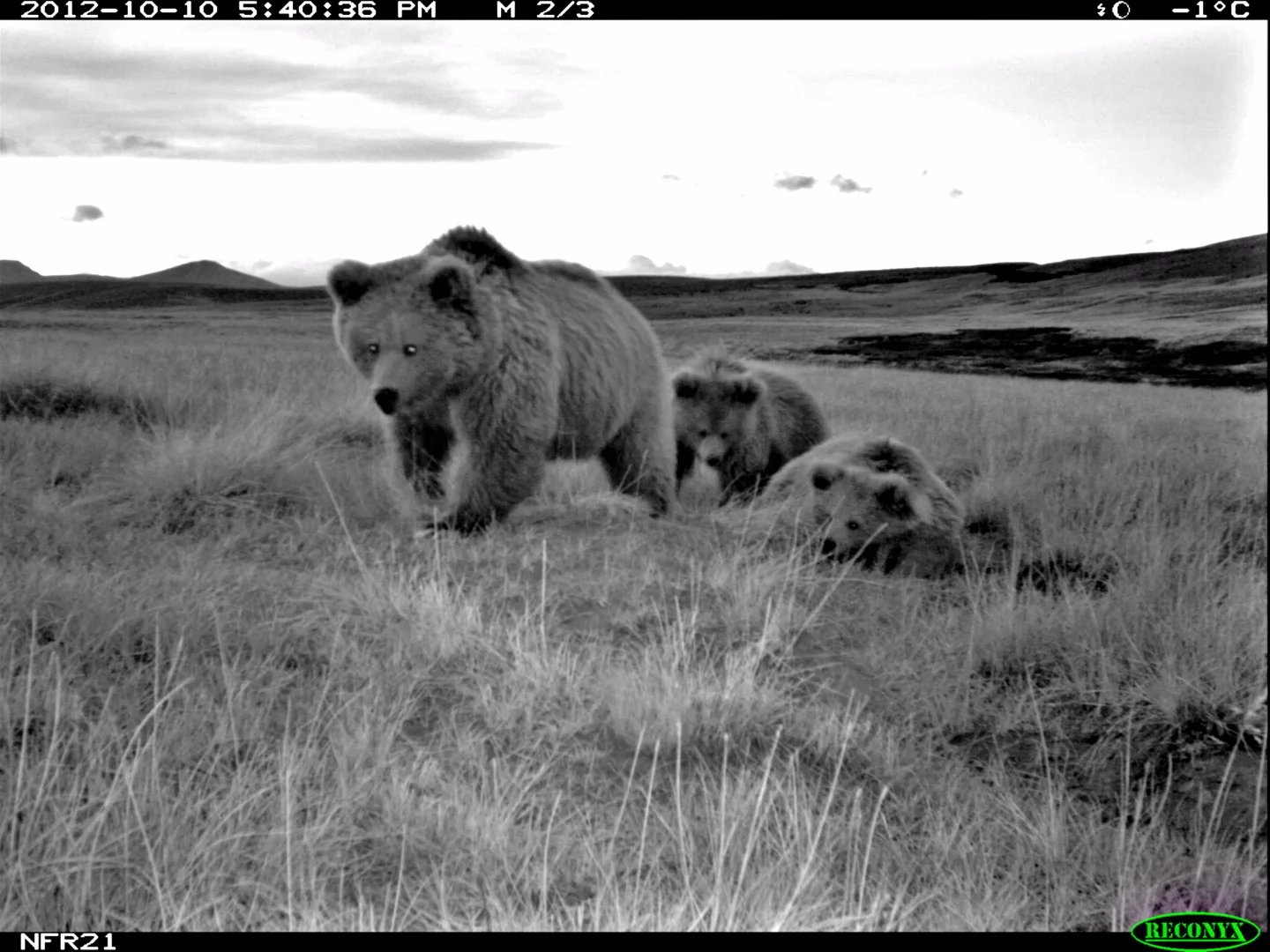 A camera trap image of a family of Himalayan brown bears, a species that may be responsible for much of the Yeti legend