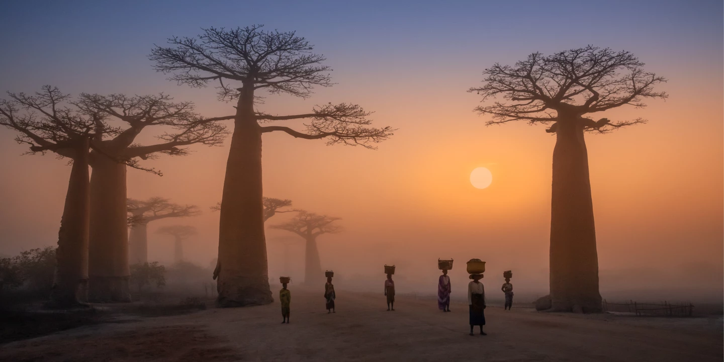 Pano Awards. Highlight- Open, Built Environment. 'Baobab alley', Madagascar