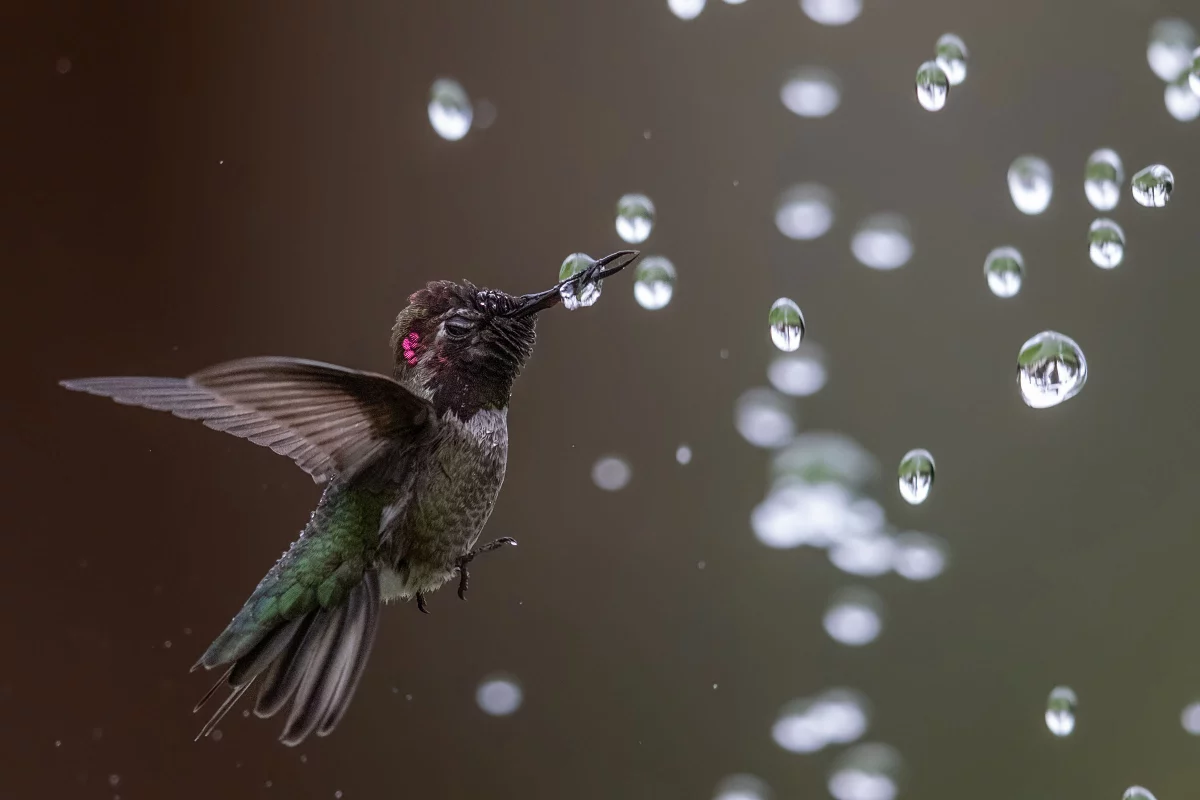 Honorable Mention - Amateur. Anna’s Hummingbird. Ardenwood Historic Farm, California, USA