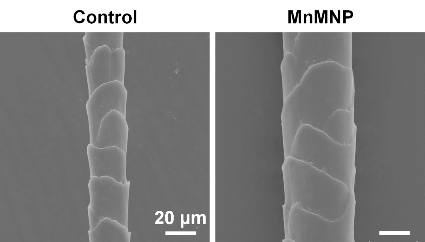 Hair regrew thicker in mice treated with a novel microneedle patch (seen on right) compared to mice treated with testosterone as a control