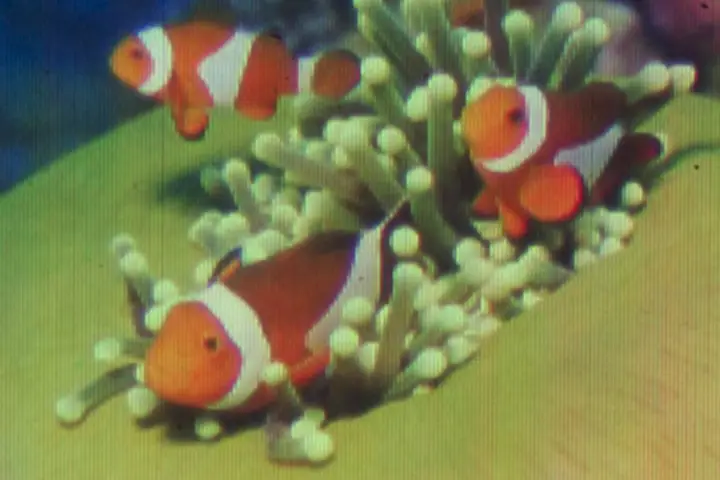 This picture has been printed at a resolution of 25,000 DPI