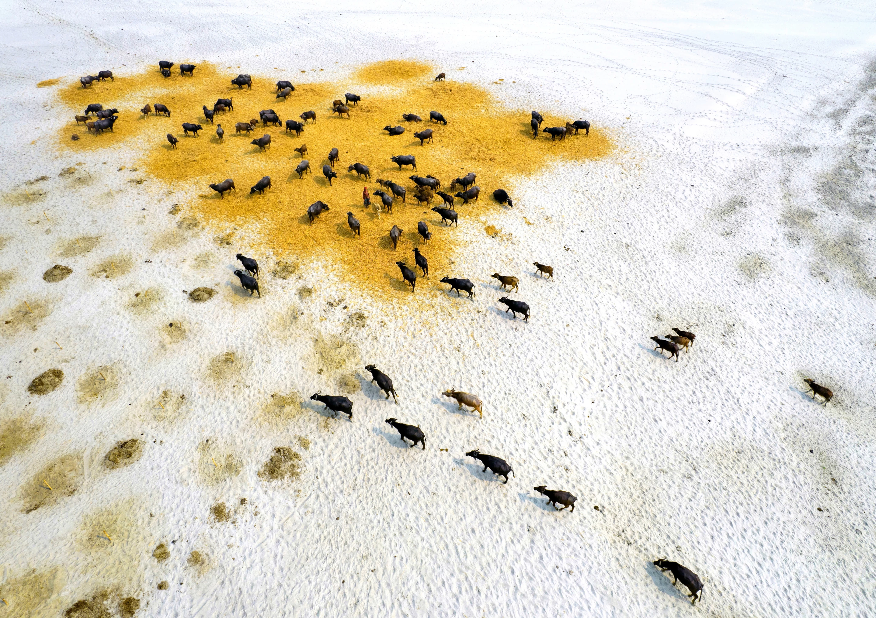"Survival Of Buffaloes In Drought", Shafiul Islam, Keeping 1.5 Alive category winner