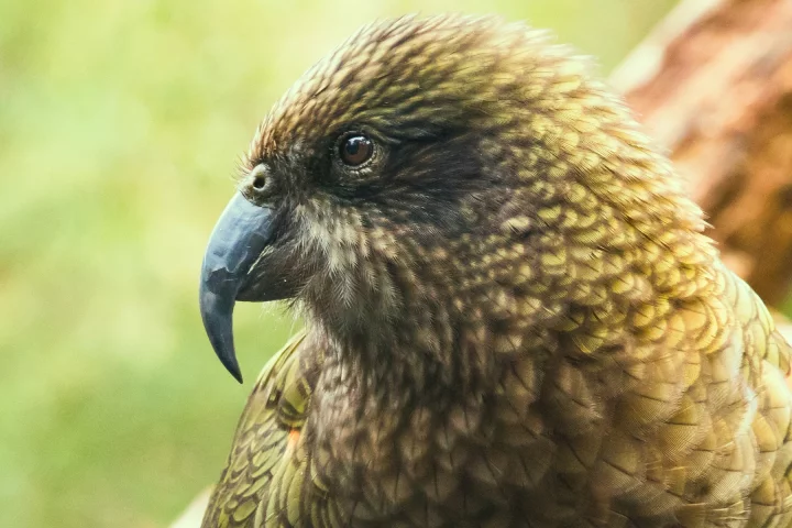 A kea up close