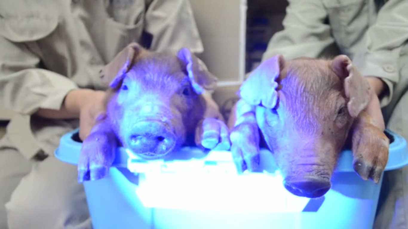 Scientists have created piglets that glow green under a black-light (see the video below)