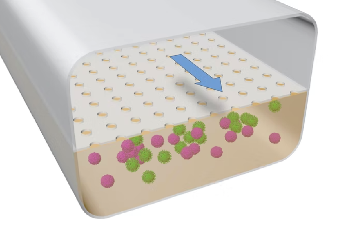 Immune-system-on-a-chip could speed up future vaccine development