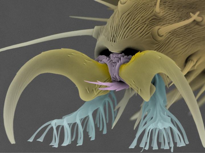 The spatula-shaped bristle-like structures (seen in blue) on the footpads of fruit flies have inspired a promising new adhesive material