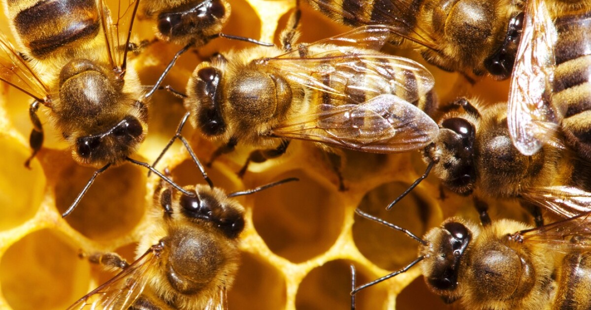 Bees pull some strings to spread learned skills
