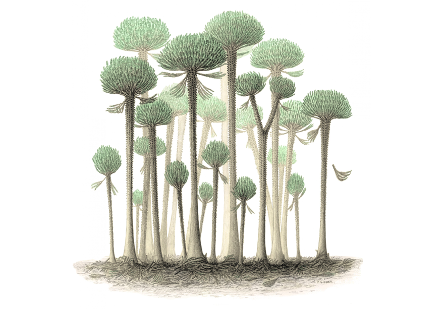 An artist's impression of a forest full of Calamophyton trees