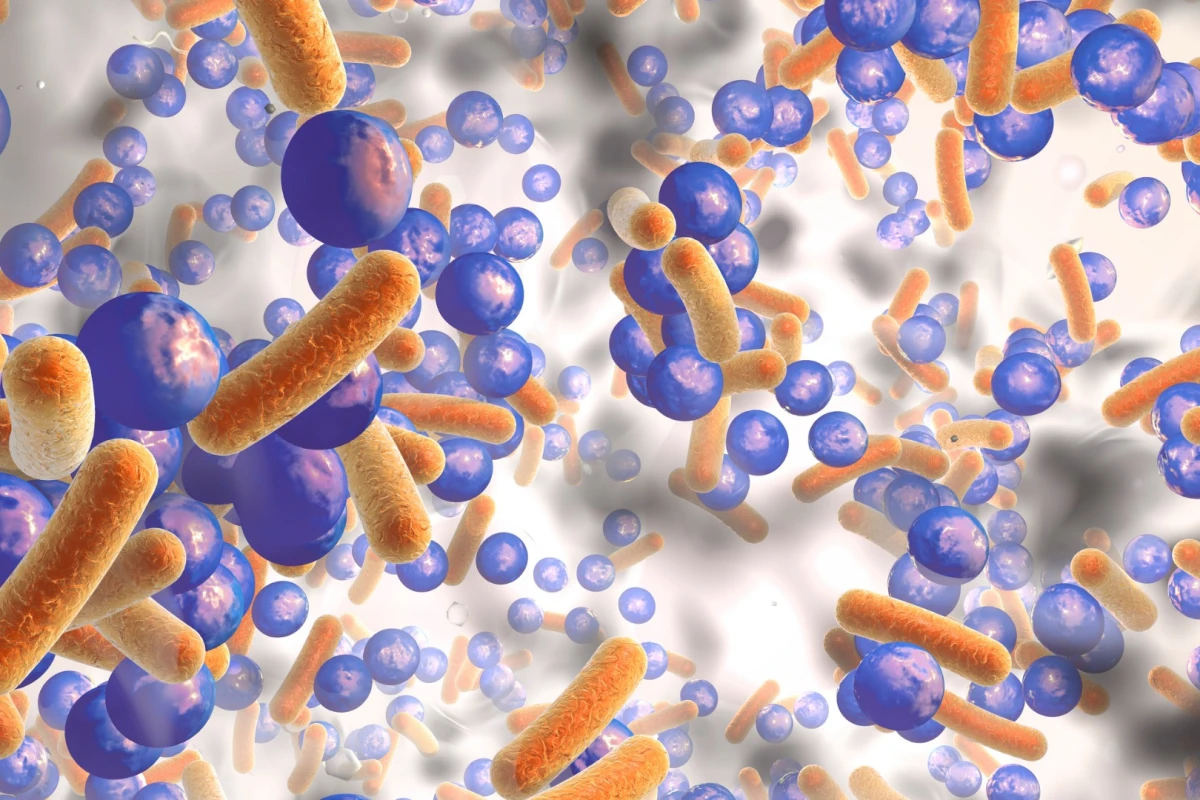 A synthesized version of a new antibiotic is proving successful in early animal trials, bringing researchers one step closer to producing a useful new antibiotic to help in the war against superbugs