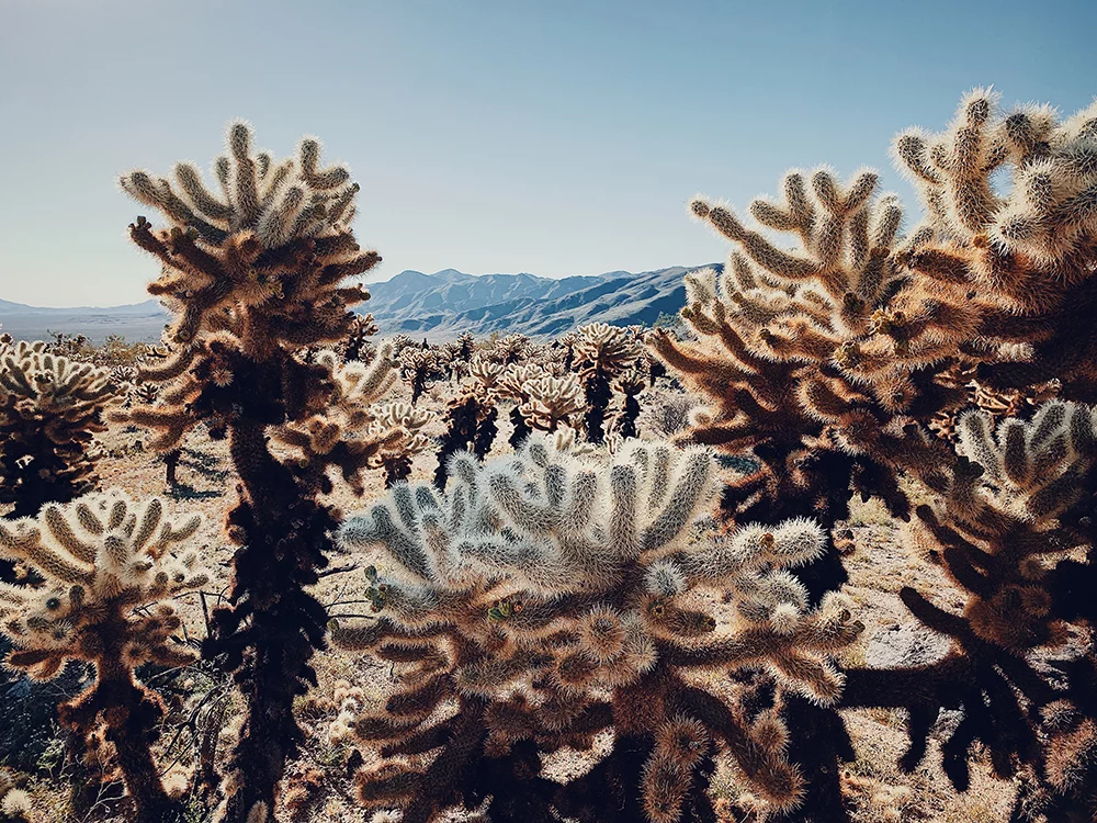 1st Place, Floral. Cactus under the Scorching Sun. Joshua Tree, California, iPhone XS Max. “In Joshua Tree National Park in the United States, there is a valley called the Cholla Cactus Garden which is covered by a large number of Teddy-Bear Chollas. This species of Cholla grows freely under the scorching sun, unafraid of the heat and dryness.”