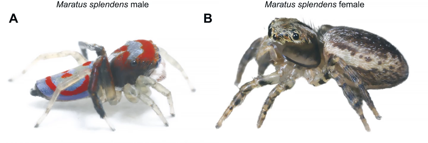 Male (A) and female (B) splendid peacock spiders (Maratus splendens)