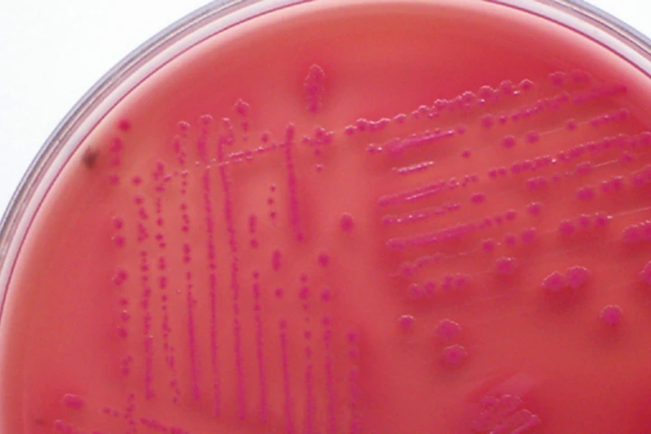 The newly-developed signal sequestering polymers could keep bacteria like these E. coli from communicating