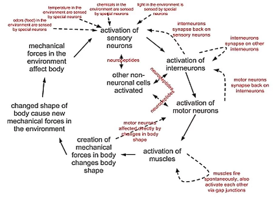 A coarse schematic of the cellular interactions leading to behavior of a C. elegans nematode (Image: OpenWorm)