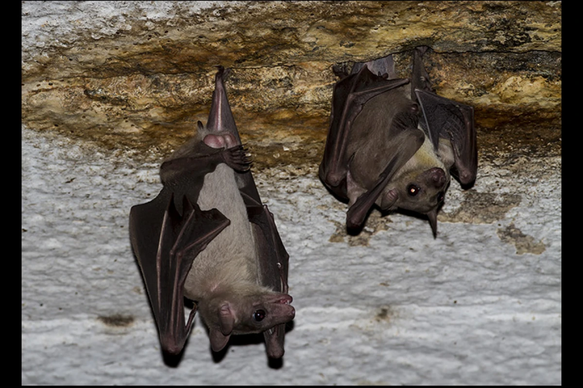 The virus was found in Rousettus bats in Měnglà County, Yunnan Province, southern China (Credit: Rajesh Puttaswamaiah, Bat Conservation India Trust CC BY 3.0)