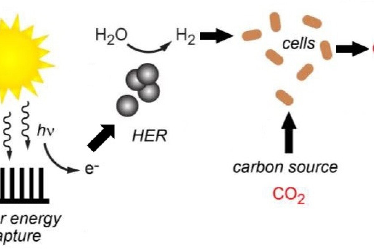 Hybrid artificial photosynthesis technique produces hydrogen and methane