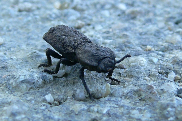 The diabolical ironclad beetle, one of nature's toughest critters