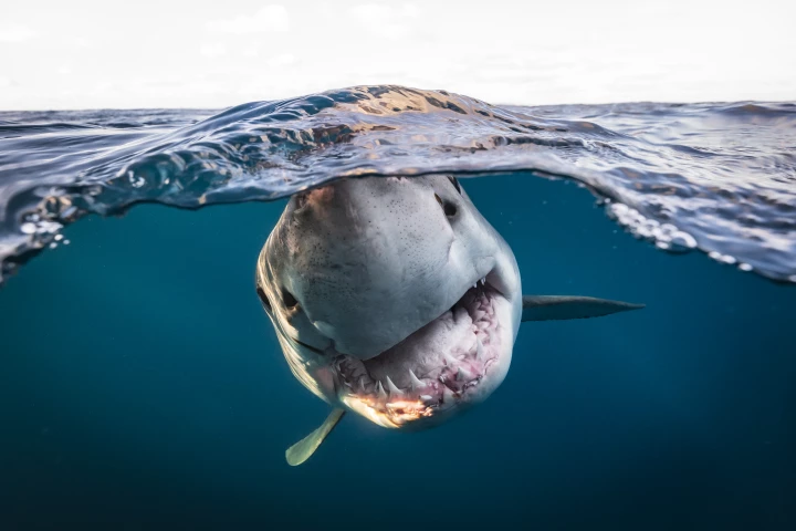 Runner Up, Portrait/British Underwater Photographer Of The Year 2022. Great white split. Australia, North Neptune Islands