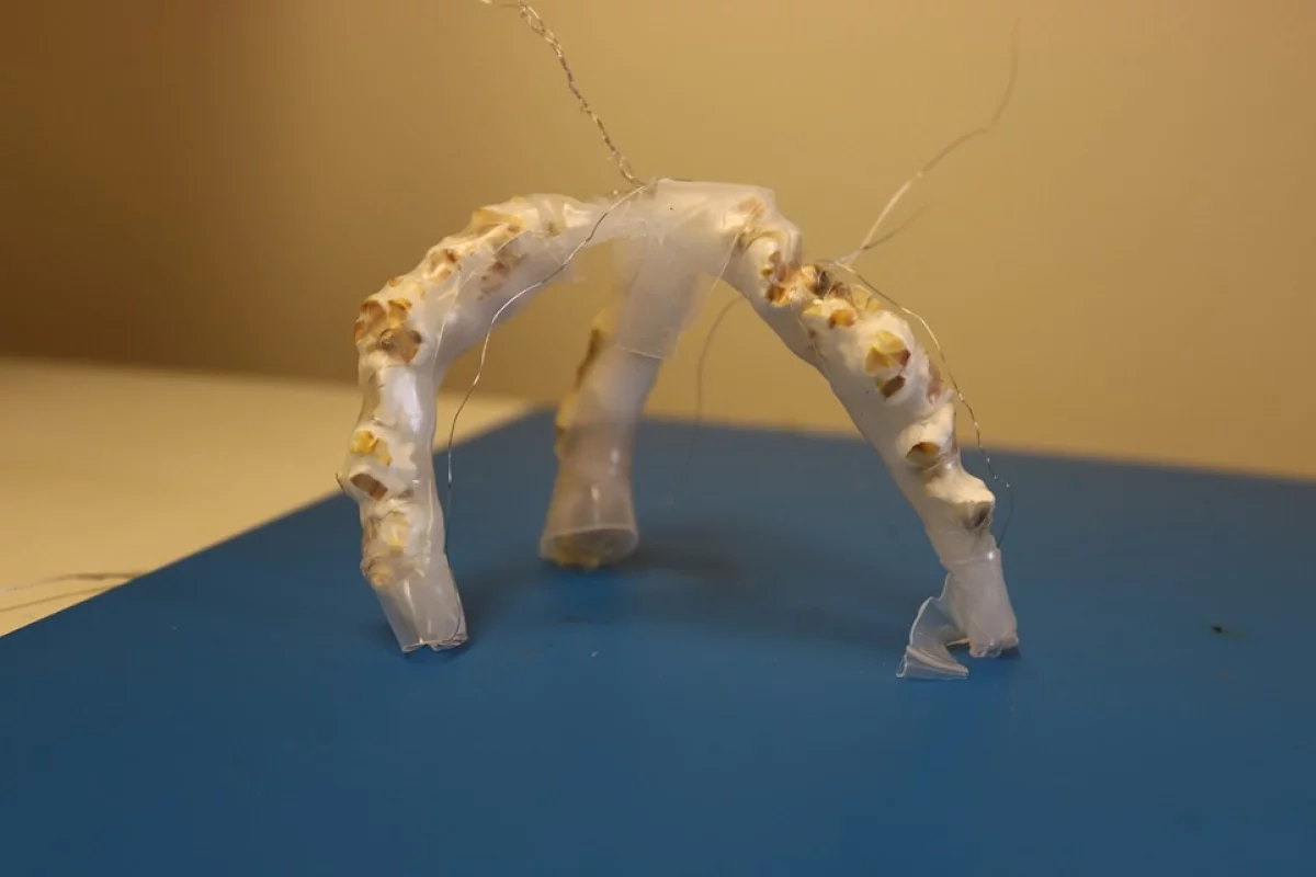 The team's popcorn-powered gripper