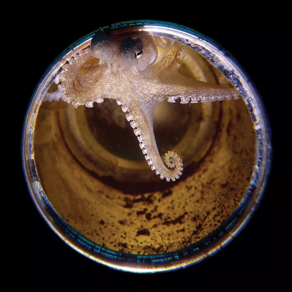 Second place in the Compact Camera category is this tiny snap of a coconut octopus, less than two inches long