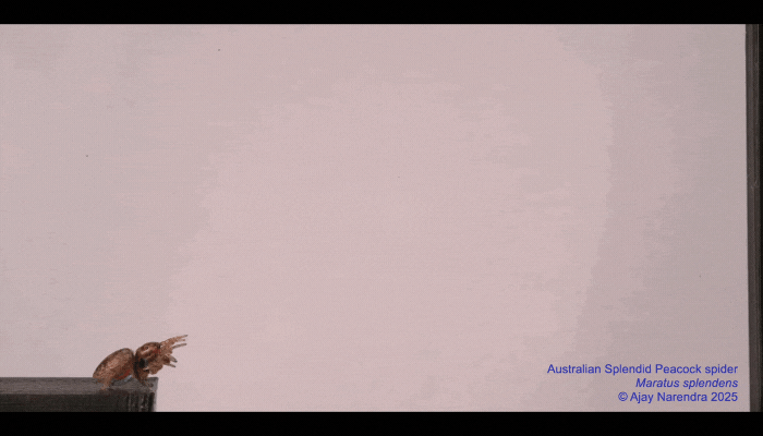 Male and female splendid peacock spiders making a precisely targeted leap