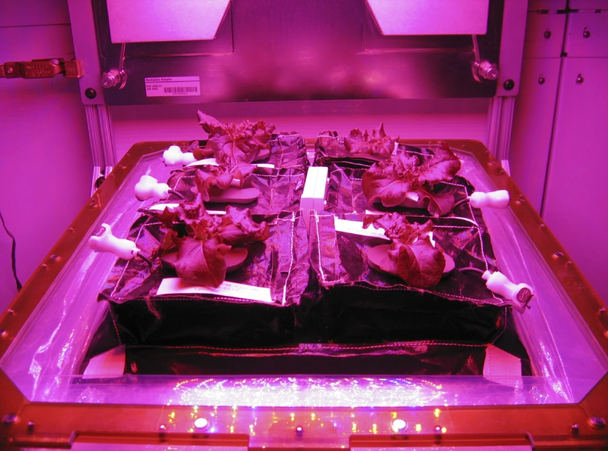 A growing tray in the Vegetable Production System (Veggie) that is headed to the ISS (Photo: NASA)