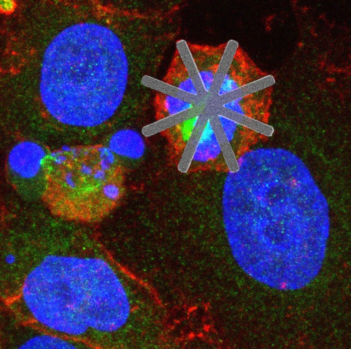 A new study has demonstrated how star-shaped devices can be introduced into cells and cause their demise