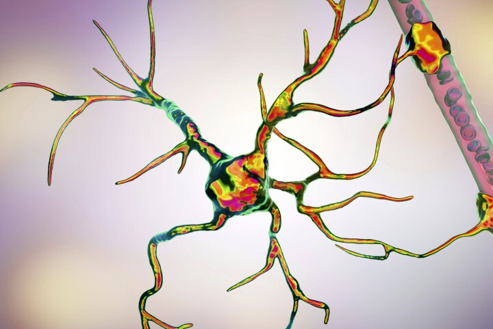Astrocytes play a previously unknown role in reactivating dormant stem cells in the brain