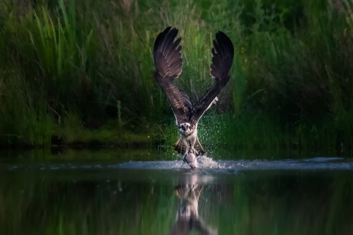 Winner - 'Breakfast to take away'. Cairngorms National Park