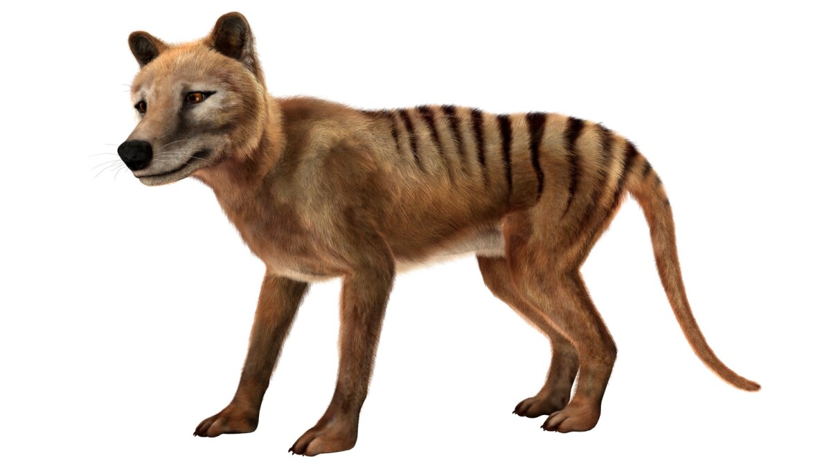 Back from the dead? Sightings lure scientists in search of Tasmanian tiger