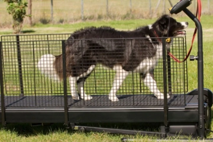 Fit Fur Life dog treadmill