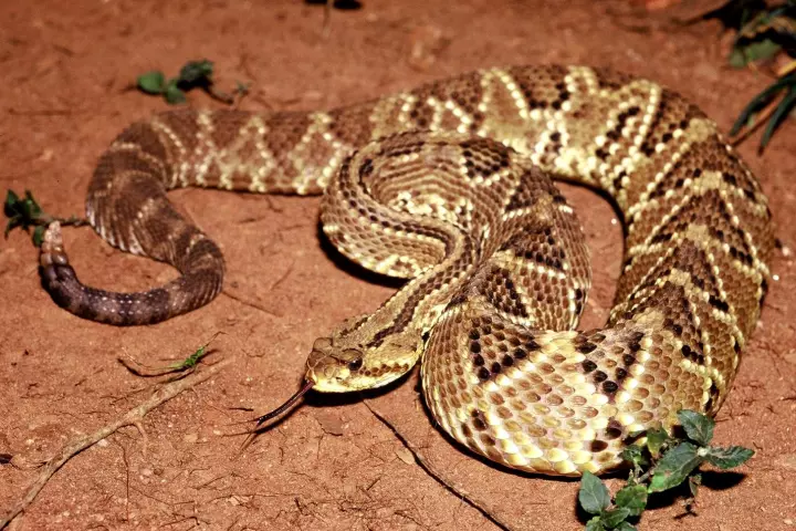 Crotoxin, found in the venom of this South American rattlesnake, may be a promising new painkiller targeting neuro