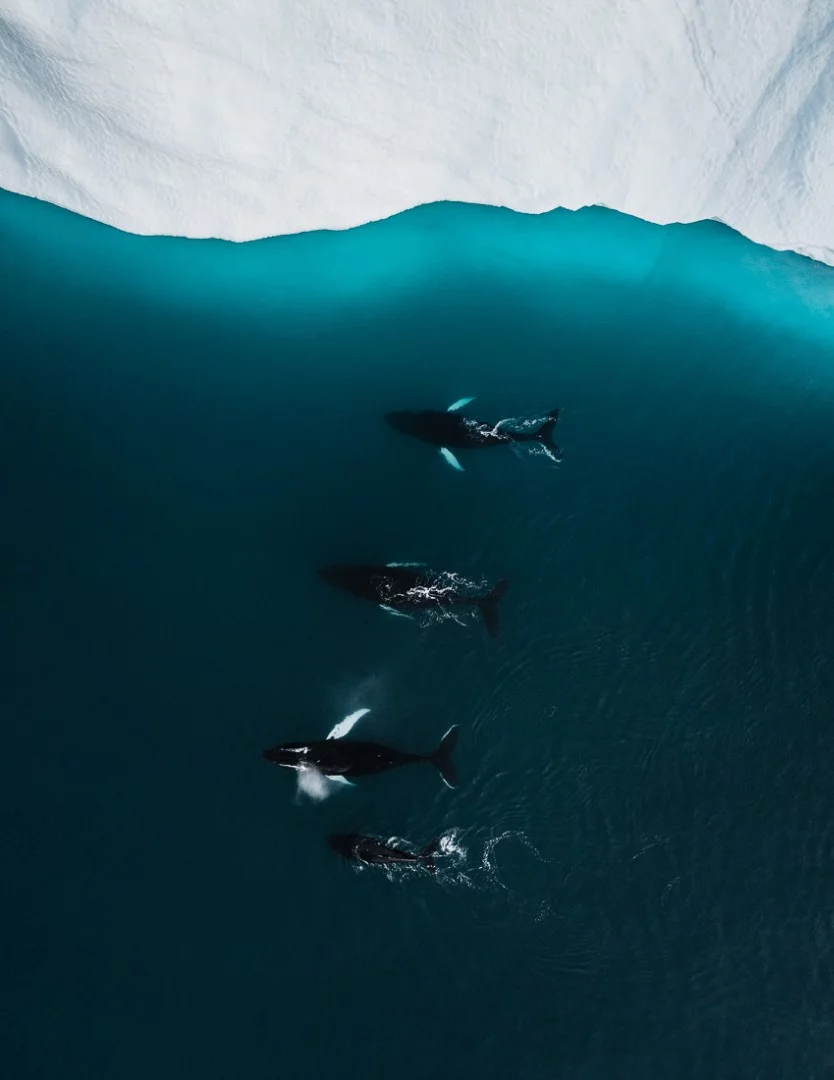 The Iceberg Series II, looks at sea ice calved from the glacier Sermeq Kujalleq