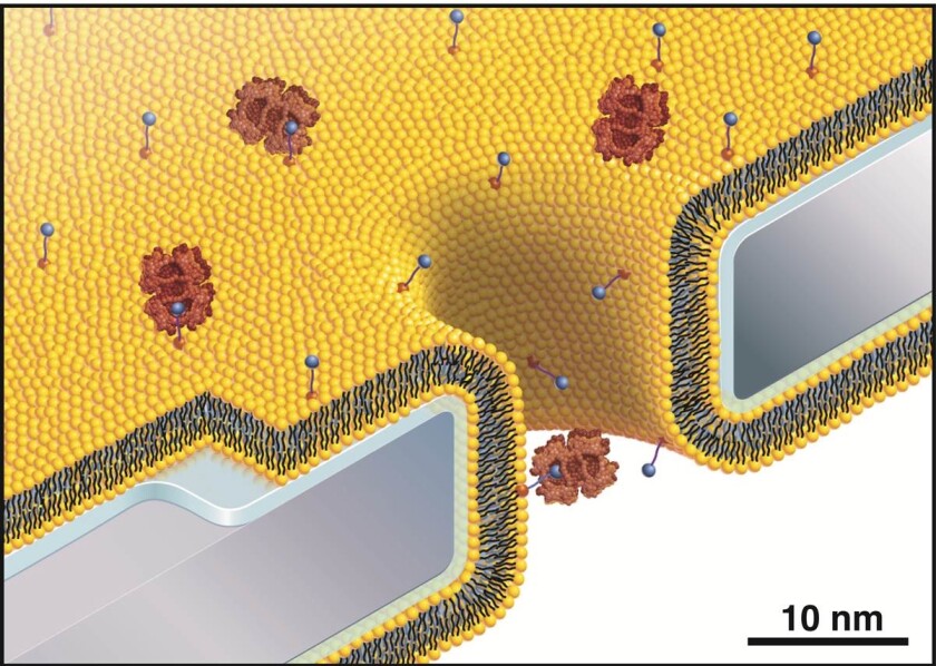 Molecules are drawn through the nanopore, via the fluid lipid bilayer (Image: University of Michigan)