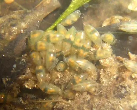 Zooplankton in a home-made closed ecosystem