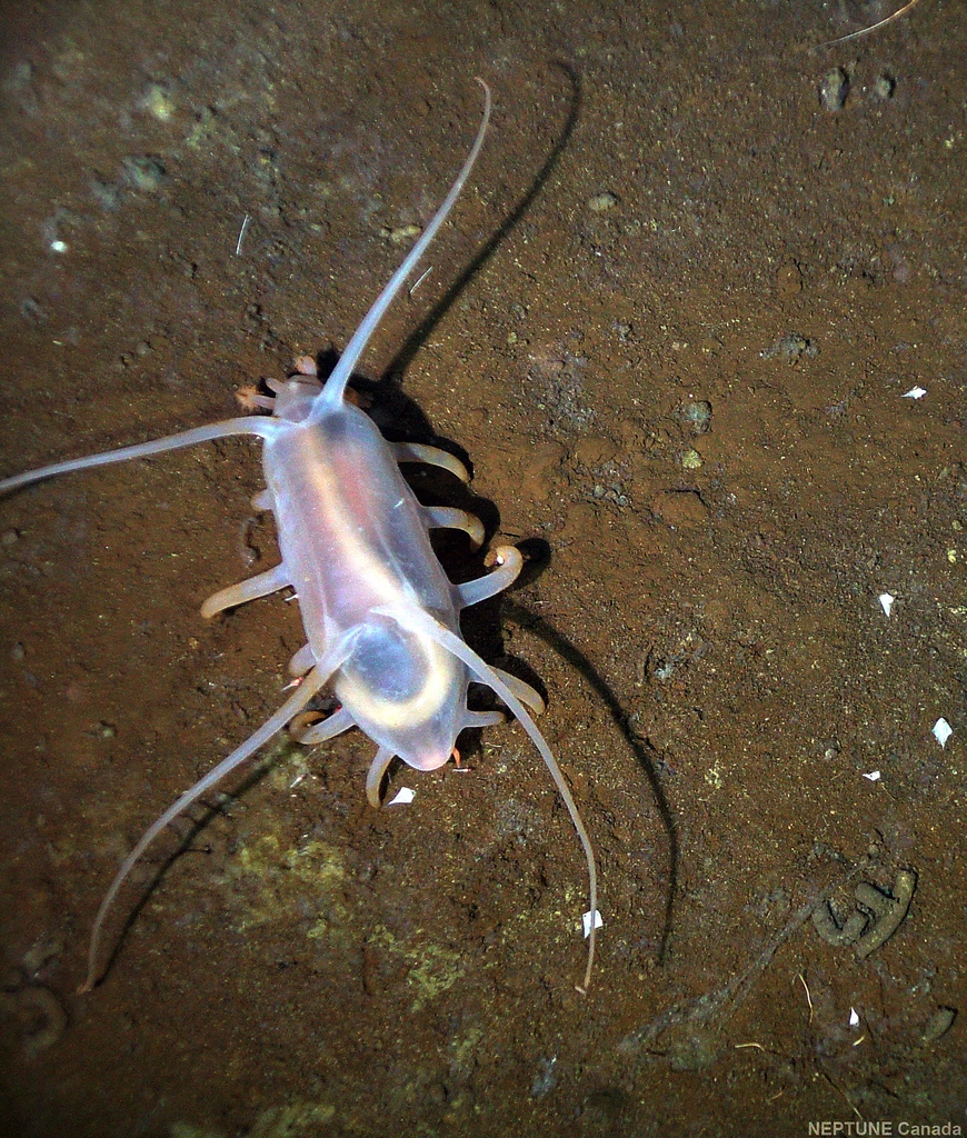 A sea cucumber spotted by a NEPTUNE Canada camera