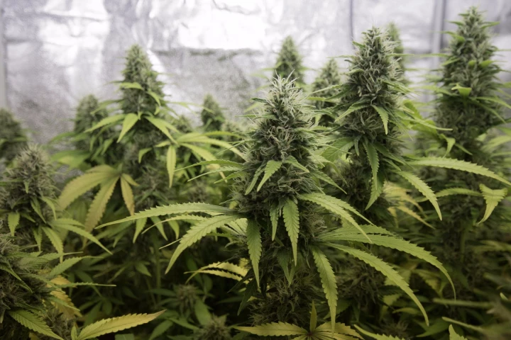 A new clinical trial has revealed strong evidence showing that cannabidiol (CBD), a non-psychoactive compound found in the cannabis plant, significantly reduces the frequency of seizures in children with a rare form of epilepsy