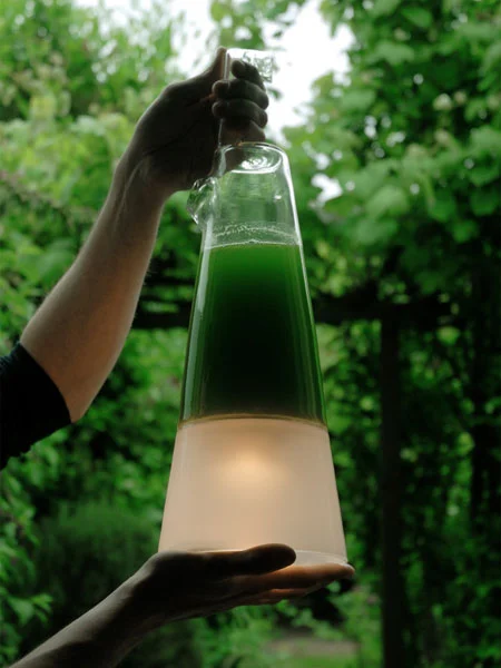 Latro Algae Lamp