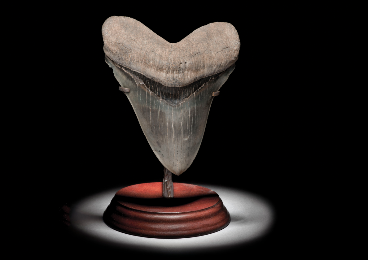 A six-inch tooth from history's deadliest predator | Price: $5,555 (£4,375) | Auction Link | The Megalodon (Carcharocles megalodon) is an extinct species of shark that lived from 23 to 3.6 million years ago. Its ancestry is subject to considerable debate, with current thought suggesting it diverged from the Great White Shark family during the Early Cretaceous Period. Family resemblance aside, the megalodon was unquestionably one of the largest, powerful and most fearsome predators to have ever lived, with fossil remains suggesting it grew to 18 meters (59 ft) with the average size being 10.5 meters (34 ft). Scientists have calculated that megalodon jaws could exert a bite force of up to 180,000 newtons (40,000 lbf), with teeth designed for grabbing prey and crushing bone. This megalodon tooth is six inches long, and was found in the Hawthorn Formation in South Carolina. A full Megalodon jaw went to auction a few years back at Bonhams, presented in fully open pose just as its prey would have seen as it closed in for the kill - the open jaw measured 8 feet high and 9.5 feet wide.