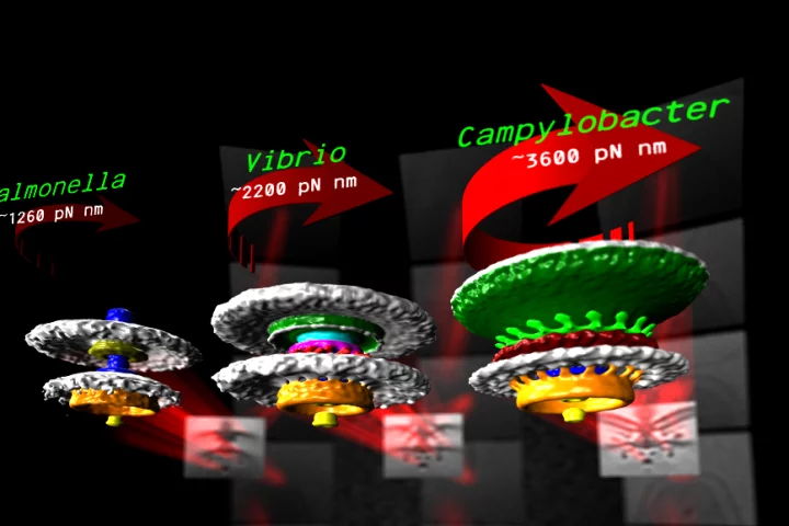 Three of the motors that drive the locomotion of different bacteria