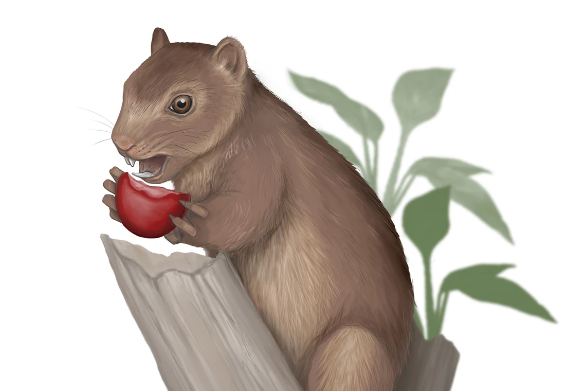 Artist's impression of Microsyops latidens