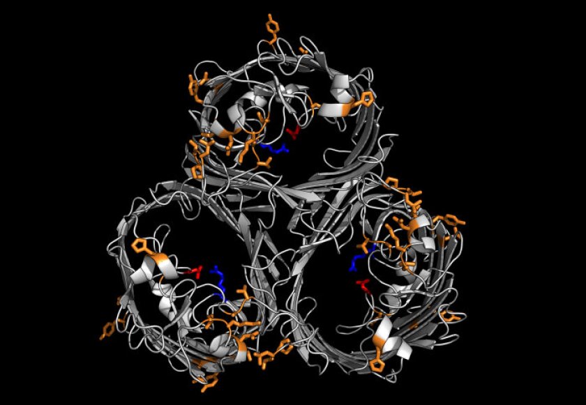 The structure of the OmpK36 protein, which is responsible for creating pores in bacteria cell walls