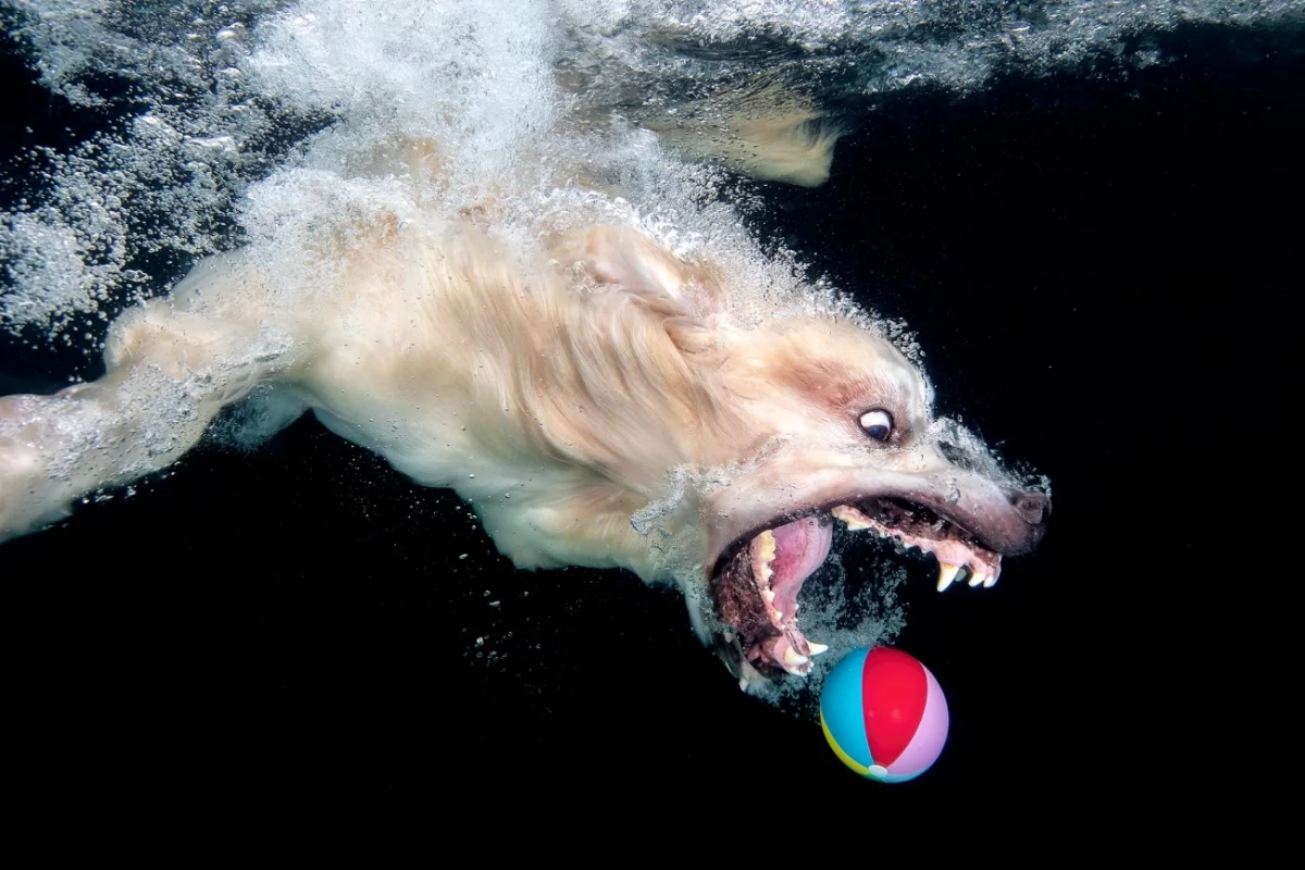 Creative Photo Awards. Highly Commended - Animals. "Golden Retriever Chasing Beach Ball". Florida, USA