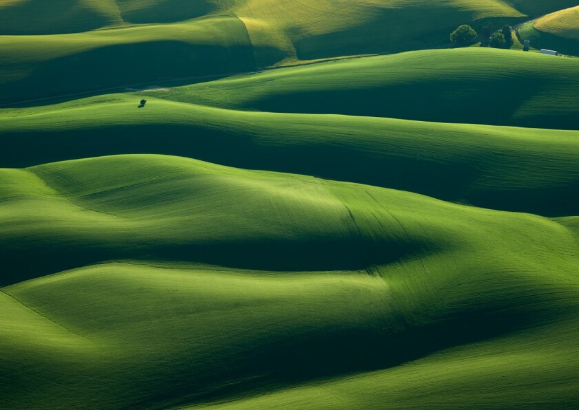 Instead of directly looking down, one of Mitch Rouse’s earliest Palouse Farm image sets looked out the side of a Cessna place highlighting the undulations in the wheat fields near Pullman, Washington