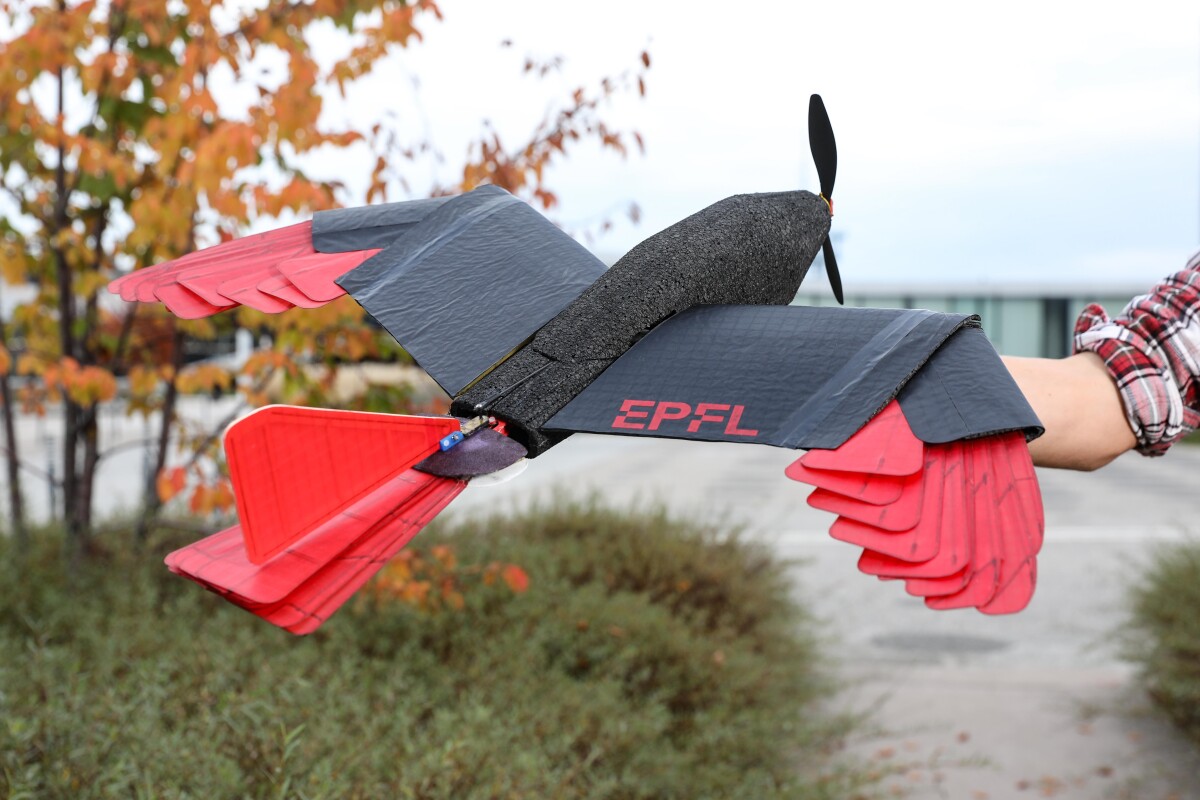 The new drone developed at EPFL, inspired by the goshawk raptor