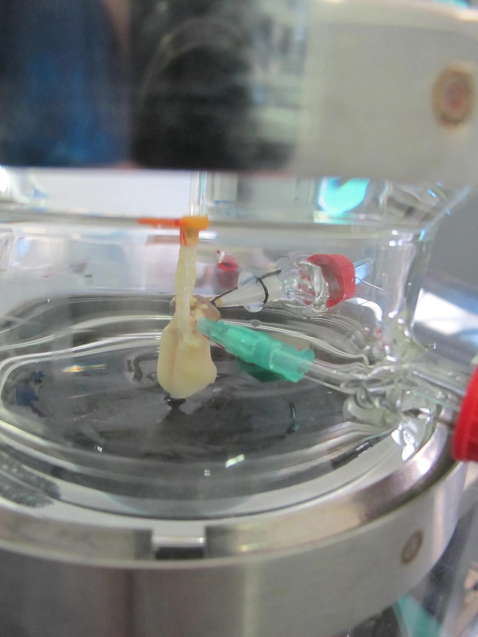 The 3D-Lung tumor model helps researchers to test medications (Photo: Fraunhofer IGB)