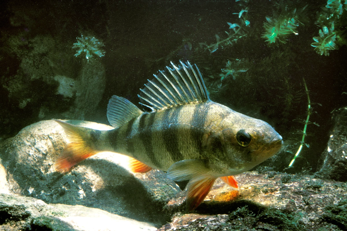 The European perch, Perca fluviatilis – also known as the Eurasian perch