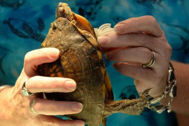 A 3D printed prosthesis has improved the wellbeing of a three-legged turtle (Photo: Brittany Lohmiller/Savannah Morning News)