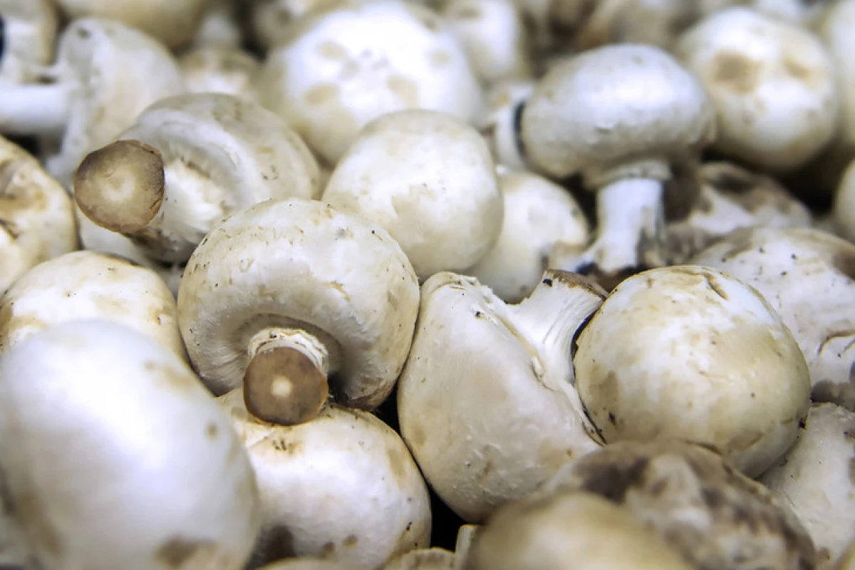 Researchers have found that mushrooms contain unusually high amounts of anti-oxidative compounds ergothioneine and glutathione